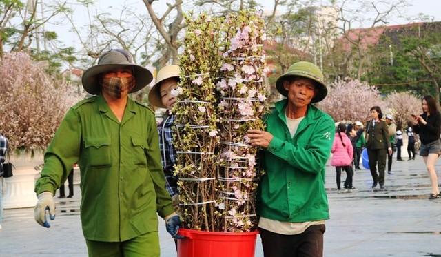 Hoa anh đào Nhật Bản làm say lòng người dân Hải Phòng ảnh 3