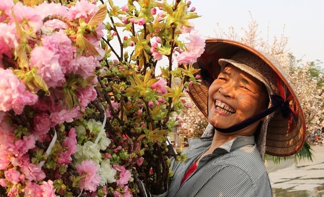 Hoa anh đào Nhật Bản làm say lòng người dân Hải Phòng ảnh 5