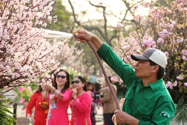 Hoa anh đào Nhật Bản làm say lòng người dân Hải Phòng ảnh 6