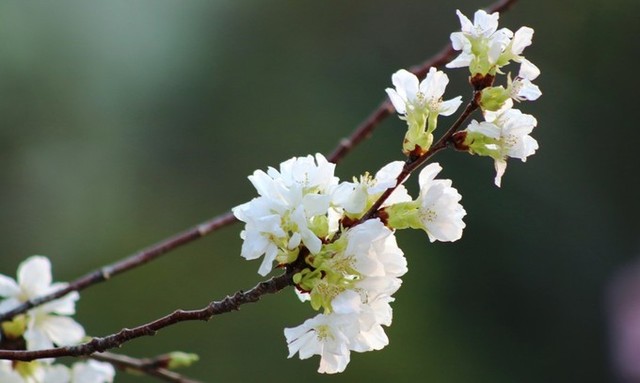 Hoa anh đào Nhật Bản làm say lòng người dân Hải Phòng ảnh 7