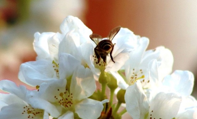 Hoa anh đào Nhật Bản làm say lòng người dân Hải Phòng ảnh 8