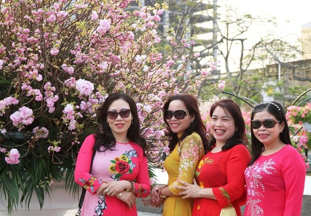 Hoa anh đào Nhật Bản làm say lòng người dân Hải Phòng ảnh 9