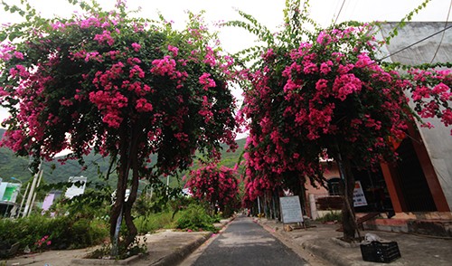 Con đường 200 m trồng 60 cây hoa giấy ở Nha Trang ảnh 4