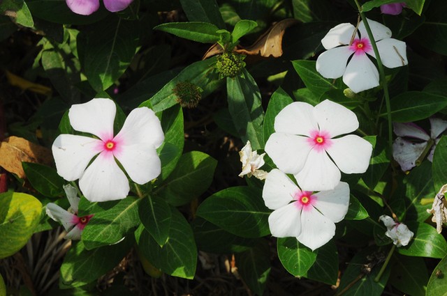 Cánh đồng hoa dừa cạn hút giới trẻ ở An Giang ảnh 7