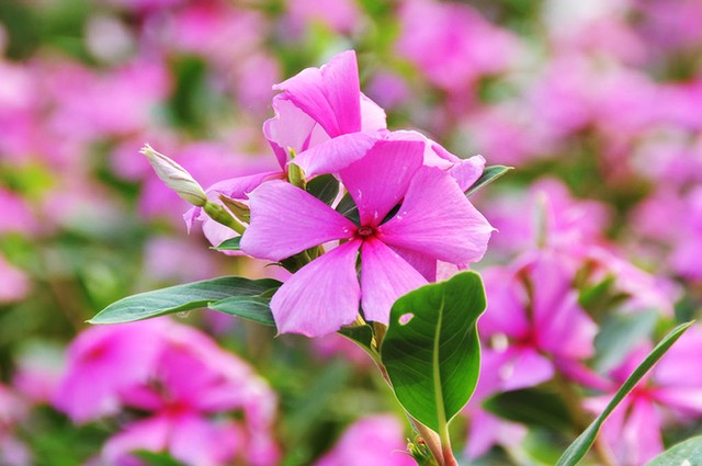 Những cánh đồng hoa 'gây sốt' thời gian qua ảnh 4