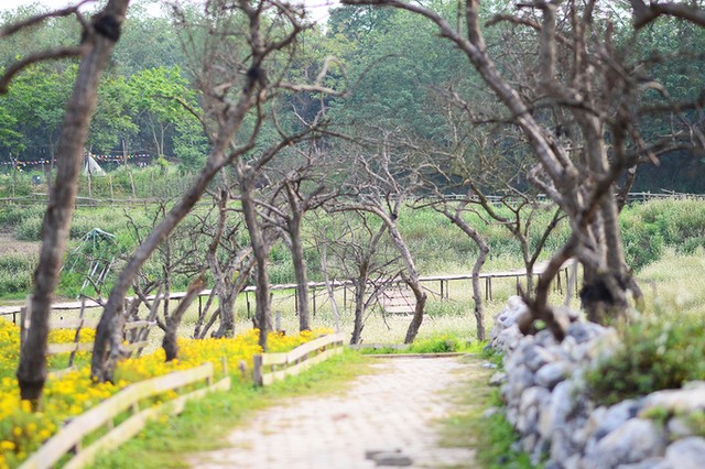 Vườn hoa tam giác mạch nở trái mùa ở ngoại ô Hà Nội ảnh 10