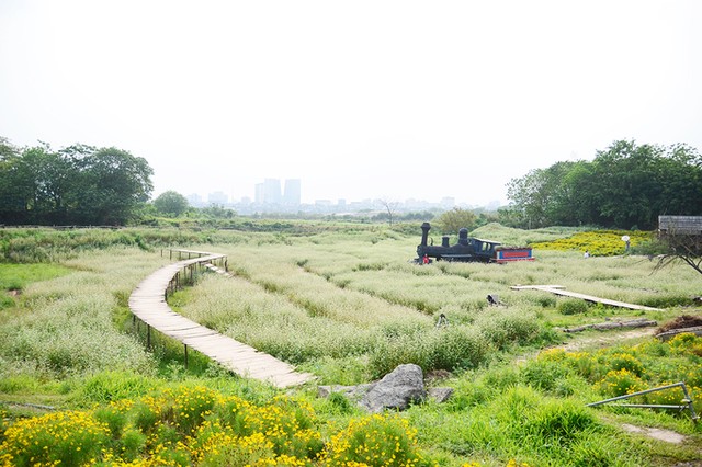 Vườn hoa tam giác mạch nở trái mùa ở ngoại ô Hà Nội ảnh 1