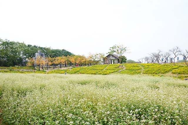 Vườn hoa tam giác mạch nở trái mùa ở ngoại ô Hà Nội ảnh 2