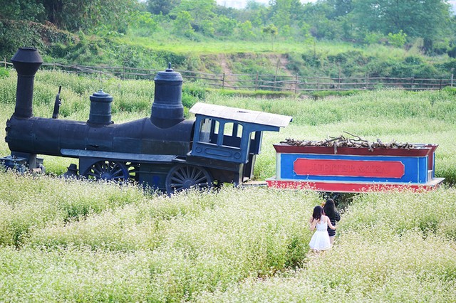 Vườn hoa tam giác mạch nở trái mùa ở ngoại ô Hà Nội ảnh 5