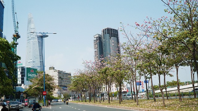 Hàng trăm cây hoa kèn hồng nở rộ giữa trung tâm Sài Gòn ảnh 1