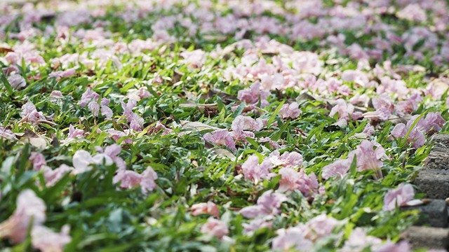 Hàng trăm cây hoa kèn hồng nở rộ giữa trung tâm Sài Gòn ảnh 7