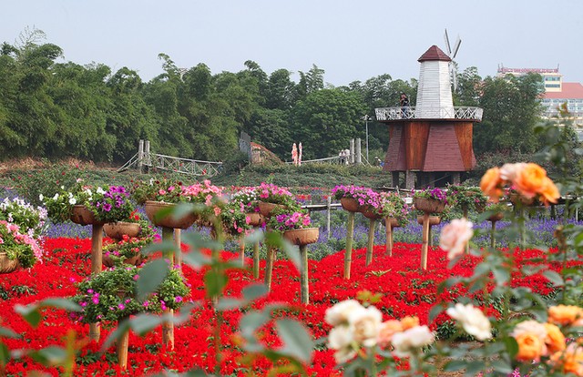 Thung lũng hoa tỏa sắc giữa Thủ đô ảnh 8