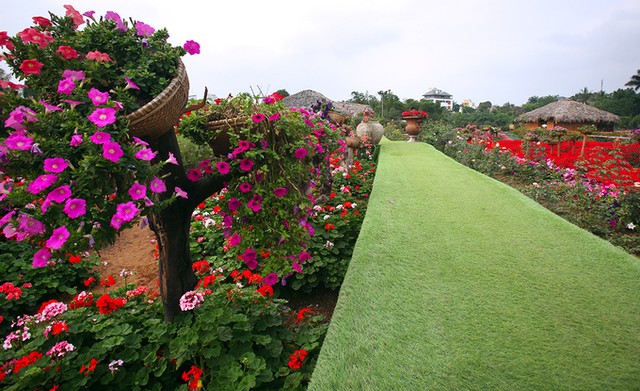 Thung lũng hoa tỏa sắc giữa Thủ đô ảnh 9