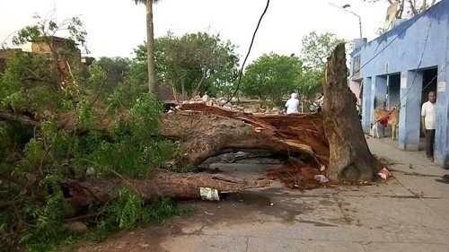 Bão cát càn quét Ấn Độ, 77 người thiệt mạng ảnh 1