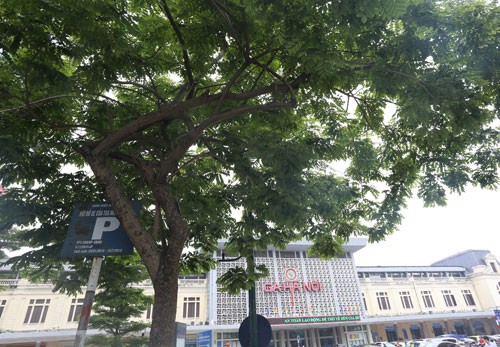 Hà Nội dời hàng loạt cây sưa đỏ để làm Metro ảnh 1