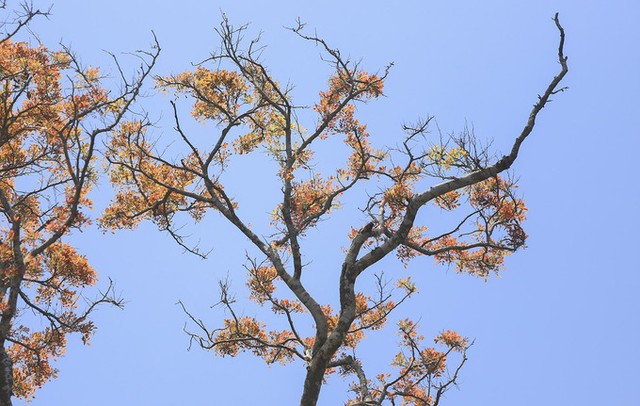 Bán đảo Sơn Trà mùa 'thay áo' ảnh 3