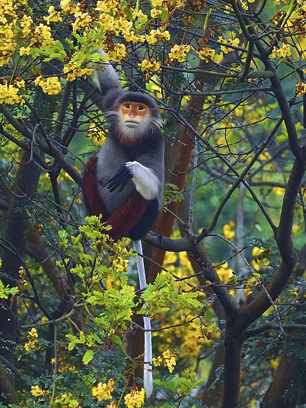 Bán đảo Sơn Trà mùa 'thay áo' ảnh 5