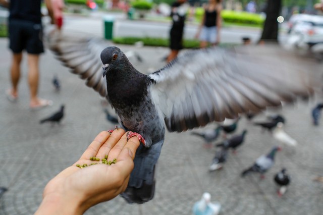 Hơn 700 con bồ câu bay lượn trước nhà thờ Đức Bà ảnh 7