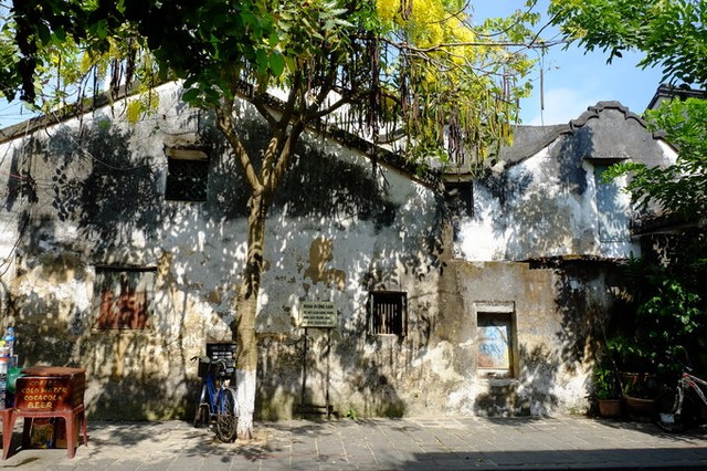 Hội An rực rỡ sắc hoa vào mùa hè ảnh 3