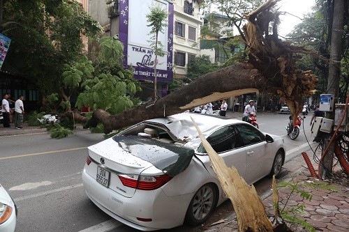 Cây phượng đổ đè trúng ôtô đỗ trên phố cổ Hà Nội ảnh 1