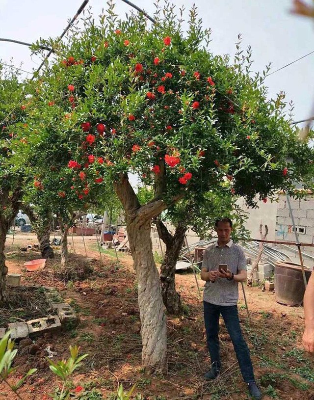 Cặp lựu cổ 200 năm giá 6 tỷ đồng: Đại gia quyết không bán cho Trung Quốc ảnh 1