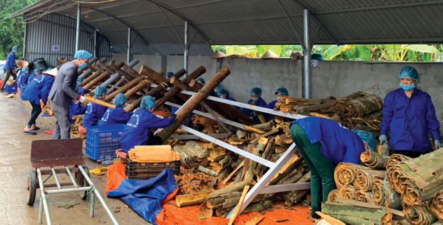 CEO Vinasamex Nguyễn Thị Huyền: Khao khát vẽ thêm những con đường hương liệu  ảnh 1