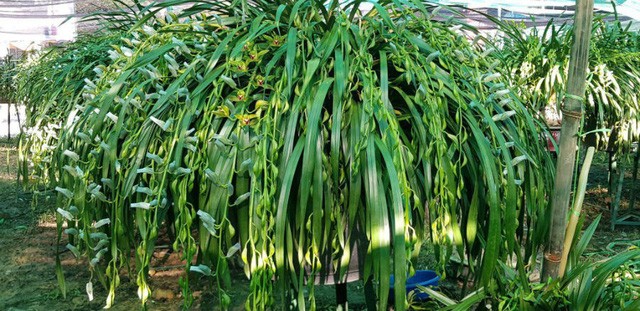 Đại gia Hà thành chi 1,5 tỷ đồng mua 500 nhành lan huyền thoại chơi Tết ảnh 2