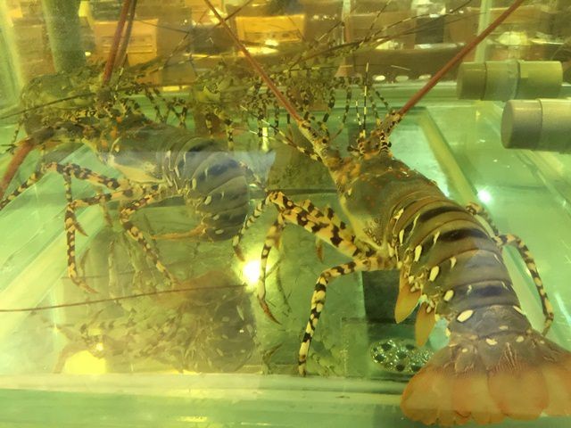 Tôm hùm Mỹ ồ ạt về Việt Nam giữa “thương chiến”, giá chỉ 385.000 đồng/kg ảnh 1