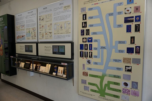 Bảo tàng đáng sợ nhất ở Nhật Bản ảnh 2