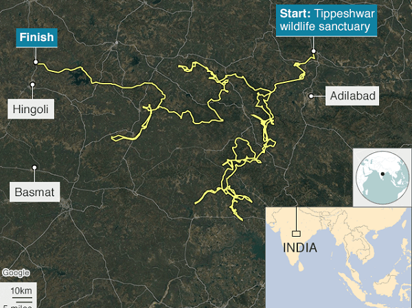 Hổ lập kỷ lục đi hơn 1.300 km trong 5 tháng ảnh 1