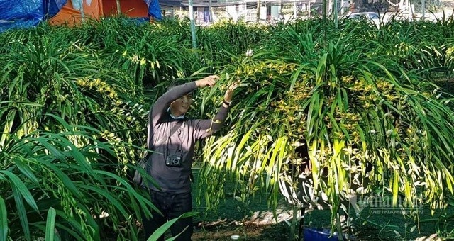 Đại gia Hà thành chi 2 tỷ đồng mua lan Trần Mộng siêu hiếm chơi Tết ảnh 1