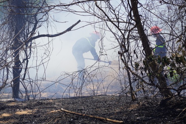 Cháy rừng tràm tỏa khói mù mịt ở Mũi Né ảnh 1