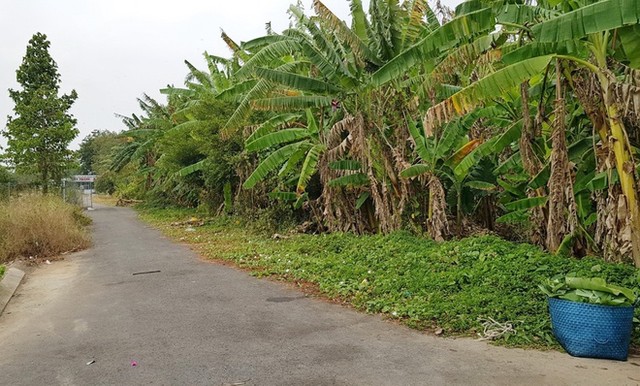 Khỉ xổng chuồng cắn nhiều người ở Sóc Trăng ảnh 1