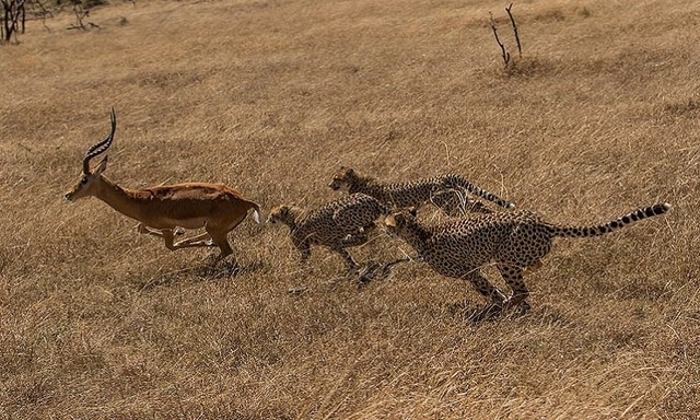 Linh dương thoát vòng vây của 5 con báo săn ảnh 2