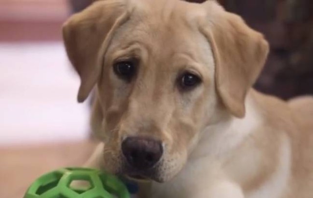 Vì quá yêu, một gia đình quyết định chi hơn 1 tỷ VND để nhân bản chú chó cưng đã chết ảnh 1