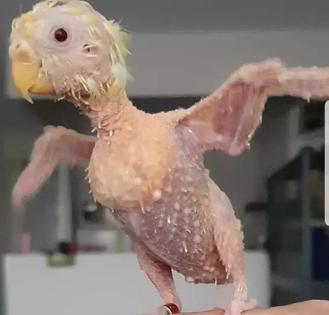 Muộn phiền cuộc sống, chú vẹt rụng sạch lông ảnh 1