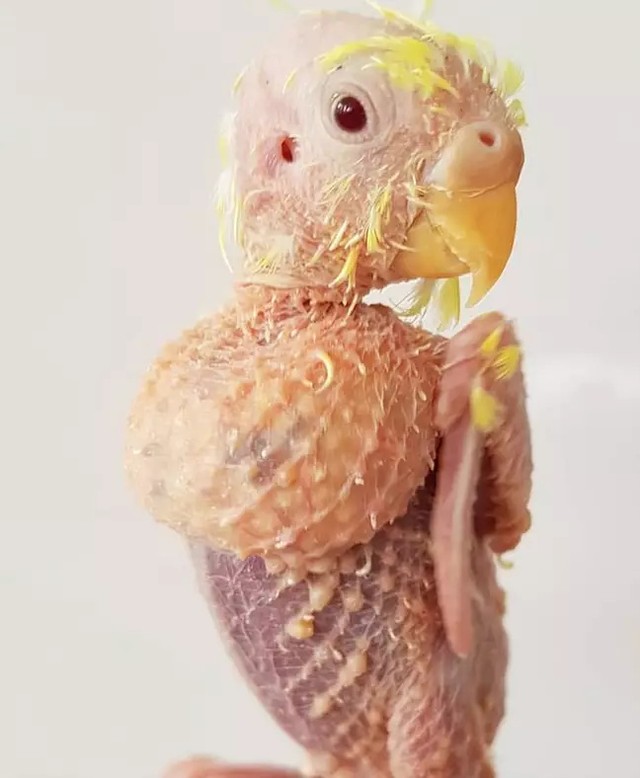 Muộn phiền cuộc sống, chú vẹt rụng sạch lông ảnh 2