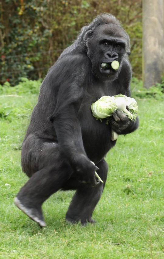 Bắt chước con người, khỉ đột cũng dự trữ lương thực mùa dịch bệnh ảnh 1