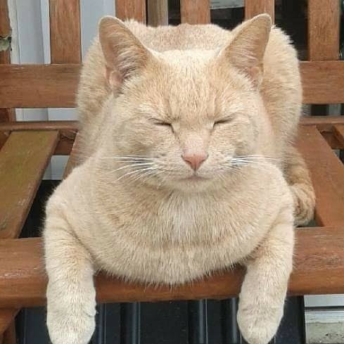 Chú mèo có sở thích đến thăm bệnh viện hàng ngày ảnh 1