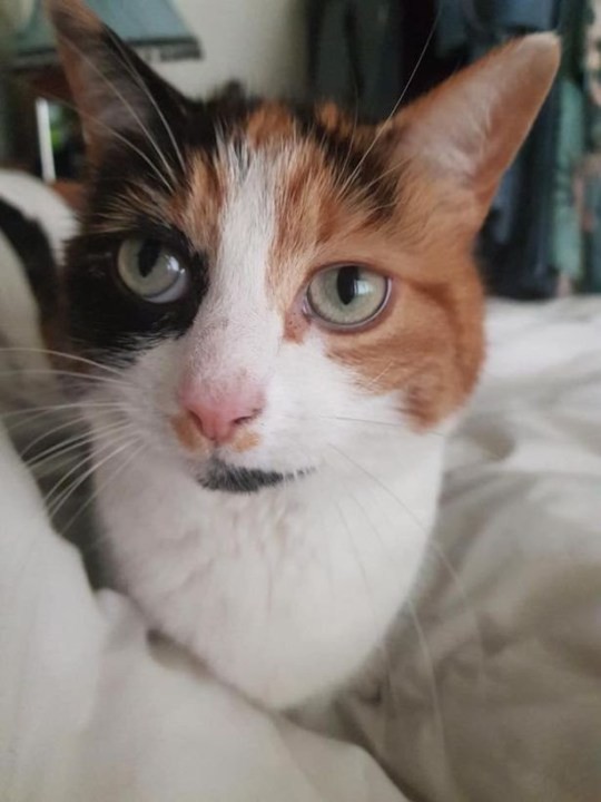 Chú mèo chuyên “canh me” trộm găng tay về tặng chủ ảnh 2