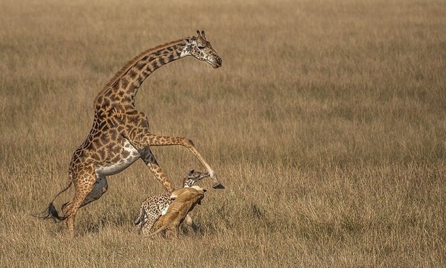 Sư tử ăn thịt con non trước mặt hươu cao cổ mẹ ảnh 1