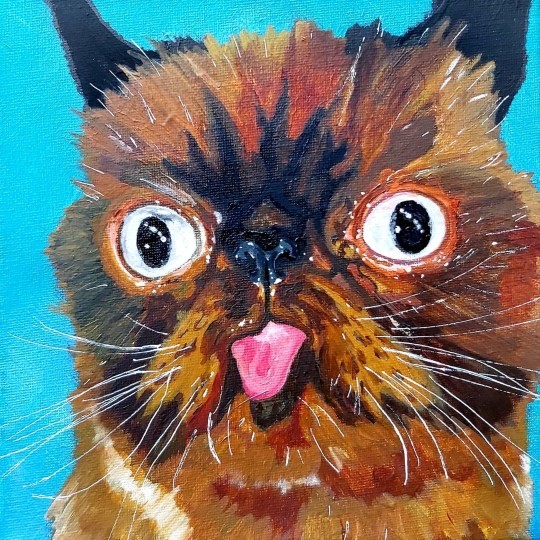 Gặp chú mèo “cute” thích lè lưỡi khi chụp ảnh ảnh 4