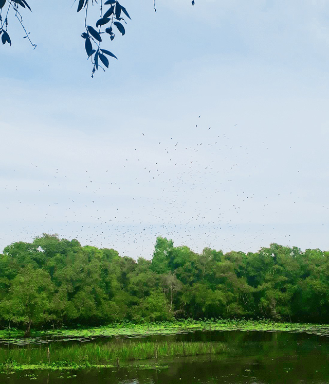 Cung đàn Trà Sư ảnh 2