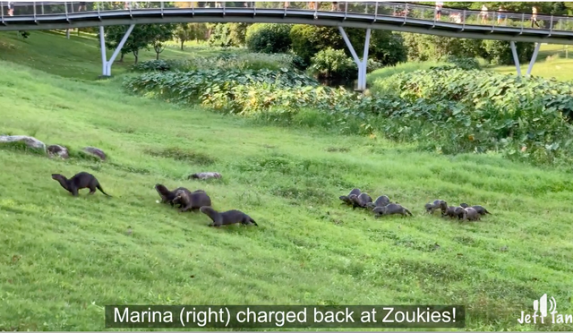 Đại chiến tranh giành lãnh thổ giữa hai đàn rái cá tại Singapore ảnh 1