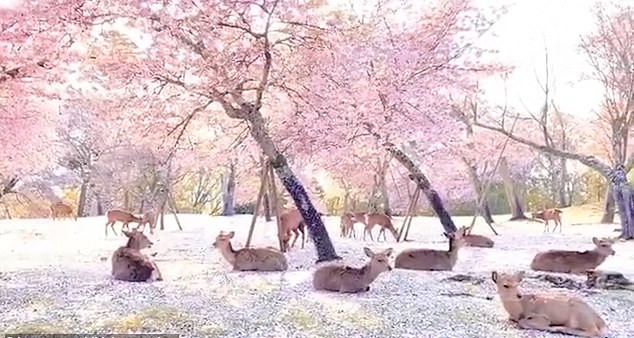 Bình yên khung cảnh đàn hươu tụ tập, nghỉ ngơi giữa rừng hoa anh đào tại Nhật Bản ảnh 1