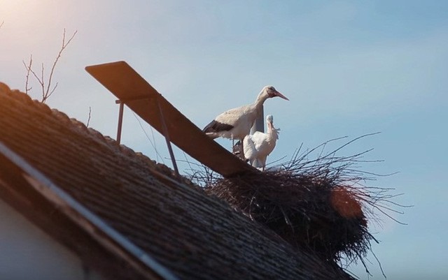 Chuyện chàng cò thủy chung hàng năm bay quãng đường 13.000 km để về gặp người bạn đời ảnh 1