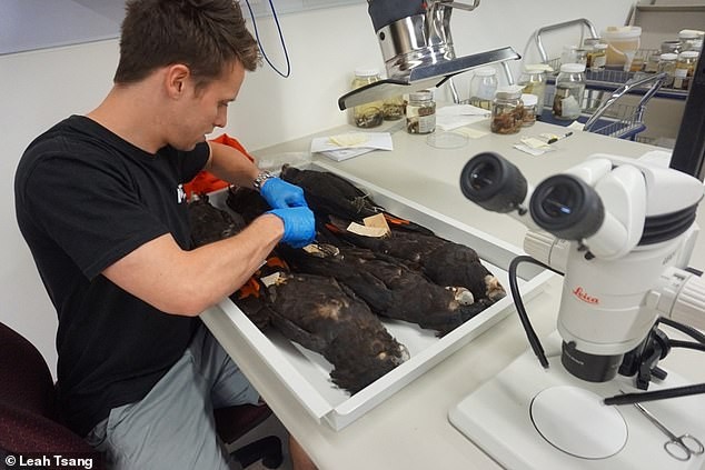 Phát hiện phân loài mới của loại vẹt nổi tiếng nhất nước Úc ảnh 1