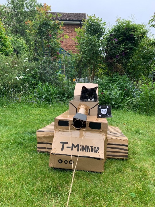 Tín đồ mua sắm chế “xế hộp” cho mèo cưng gây bão TikTok ảnh 2