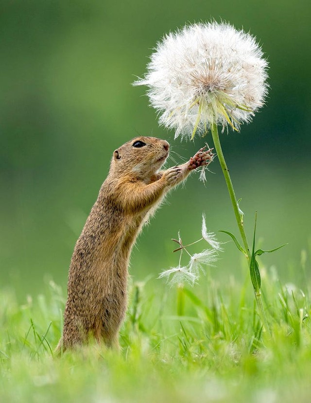 Sóc con tận hưởng hương vị của cuộc sống ảnh 5