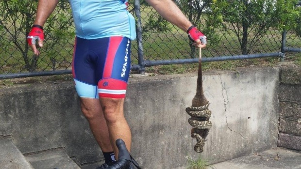 Ngủ gật ngã từ trên cây xuống đất, chồn túi trở thành bữa trưa của con trăn ảnh 1